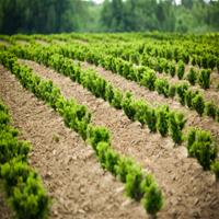 crow wing county tree planting complete